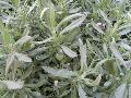 Gold Creek Lavender / Lavandula heterophylla